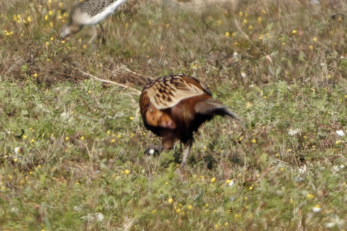 Ring-necked Pheasant