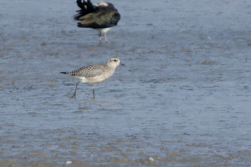 Black-bellied Plover