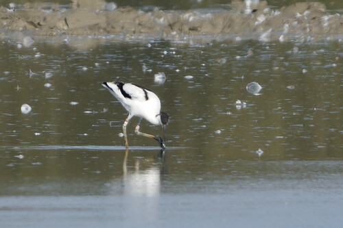 Pied Avocet