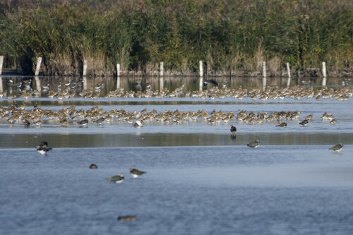 European Golden-Plover