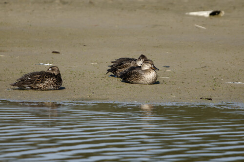 Green-winged Teal