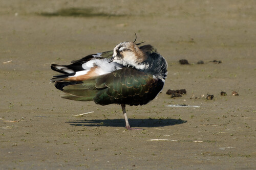 Northern Lapwing