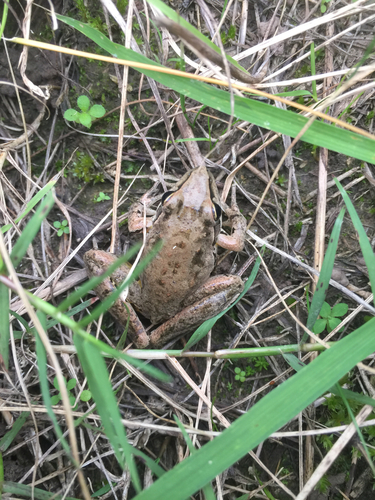 Litoria latopalmata