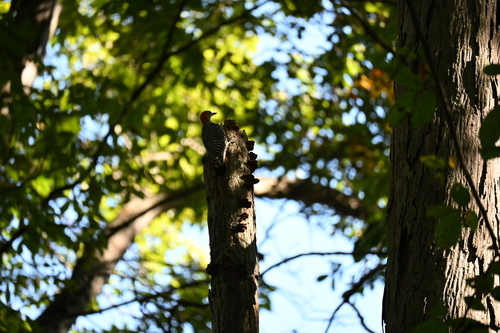 Red-bellied Woodpecker
