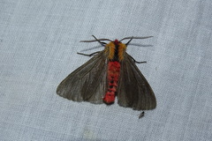 Mallocephala rubripes