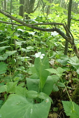 Cerastium pauciflorum