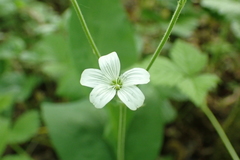 Cerastium pauciflorum
