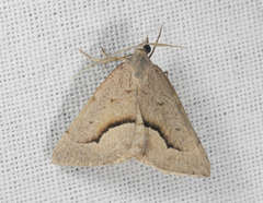 Dichromodes euscia