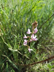 Astragalus flexuosus