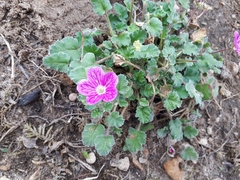 Erodium × variabile