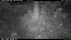 Glaucomys oregonensis