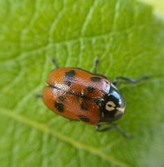 Cryptocephalus octopunctatus