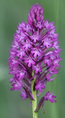 Anacamptis
