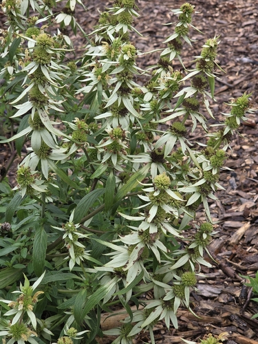 spotted horsemint