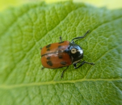 Cryptocephalus octopunctatus