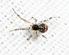 Cryptachaea rupicola