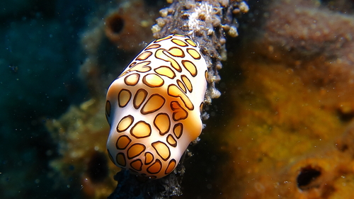 Cyphoma observed 2026-09-27