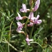 Flexible Milkvetch - Photo (c) Mike Bell, some rights reserved (CC BY-NC), uploaded by Mike Bell