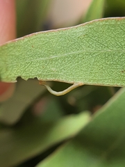 Crypsiphona ocultaria