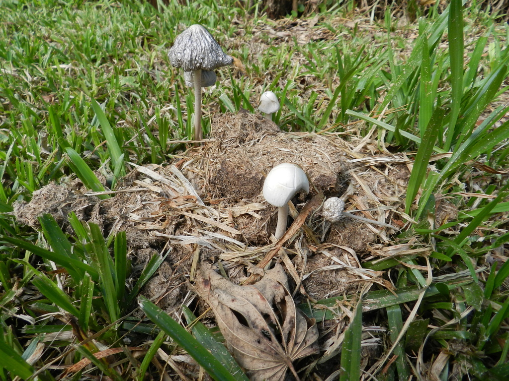 Panaeolus antillarum · January 2013 · photo: © carancho (iNaturalist, cc-by)