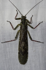 Diamphipnoidae