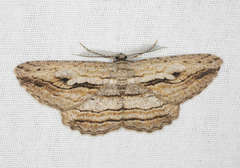 Scioglyptis loxographa