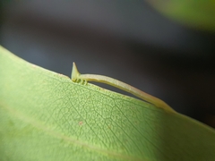 Crypsiphona ocultaria