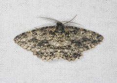 Thallogama nigraria