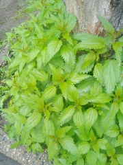 Urtica dioica
