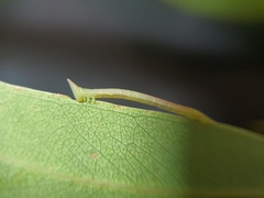 Crypsiphona ocultaria