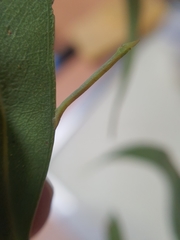 Crypsiphona ocultaria