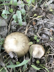 Entoloma clypeatum
