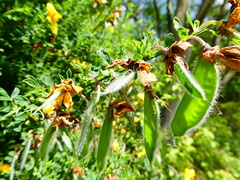 Cytisus scoparius