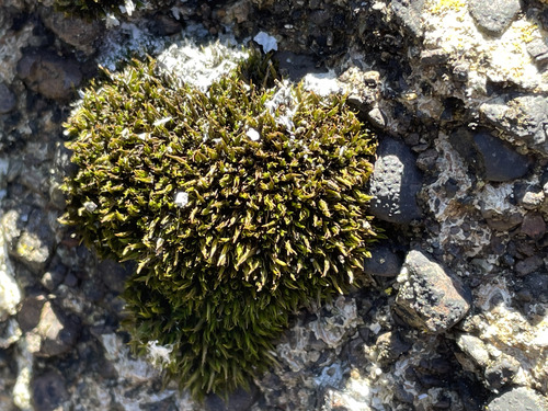 Schistidium maritimum observed 2026-09-27