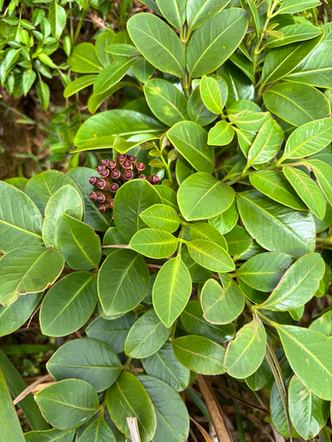 Polyscias oahuensis, 2026-09-29