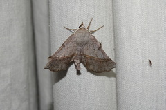 Mallomus unda