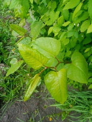 Reynoutria × bohemica