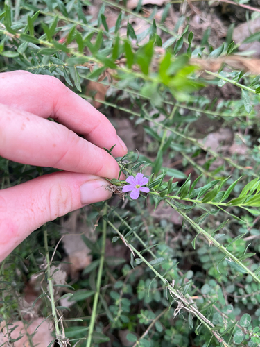 Lythrum alatum observed 2026-09-29