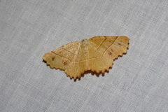 Microclysia pristopera