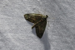 Triptila virescens