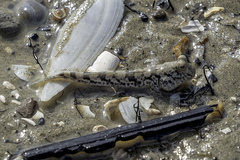 Periophthalmus chrysospilos