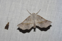 Mallomus unda