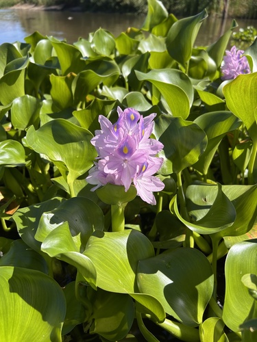 common water hyacinth