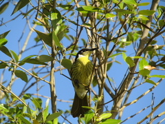 Gavicalis versicolor