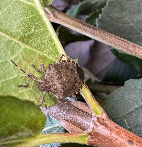Brown Marmorated Stink Bug