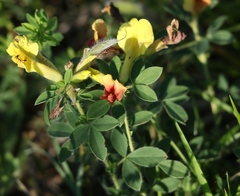 Chamaecytisus hirsutus
