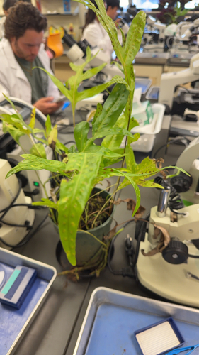 Microsorum grossum observed 2026-09-29