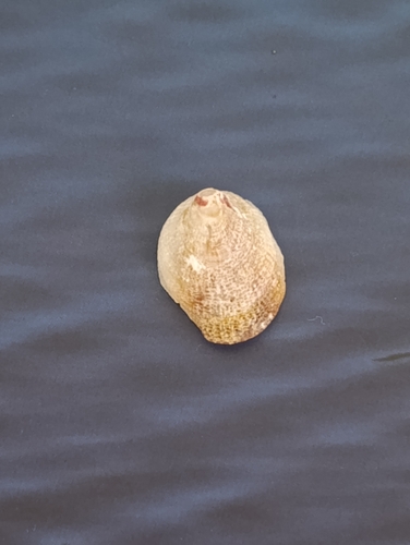 Pilosabia trigona observed 2026-09-29
