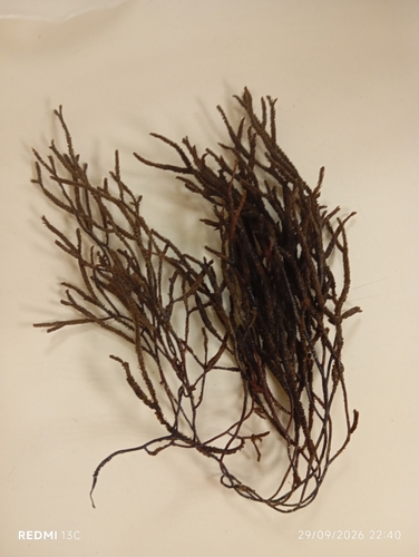Cladostephus spongiosus observed 2026-09-29