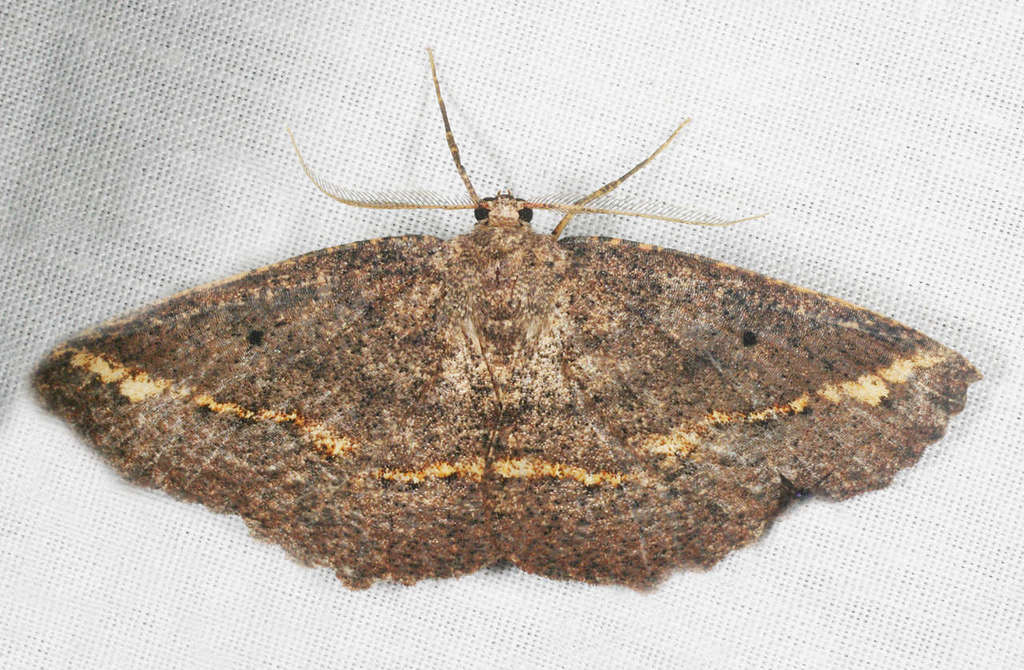 Casbia tetramera